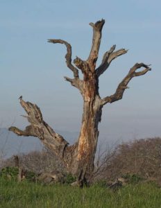 Dead Tree